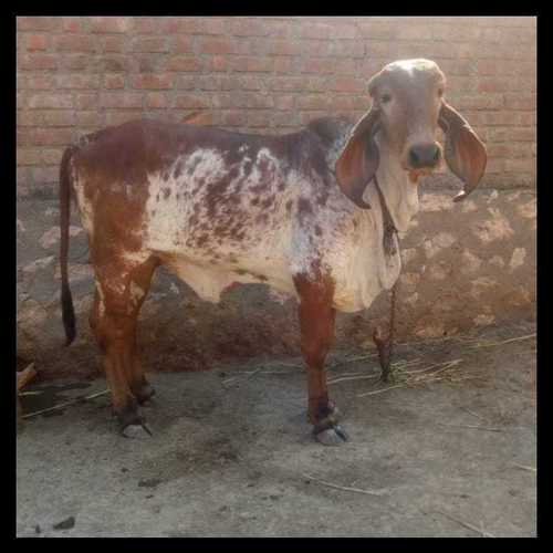 Spotted Original Breed Gir Cow