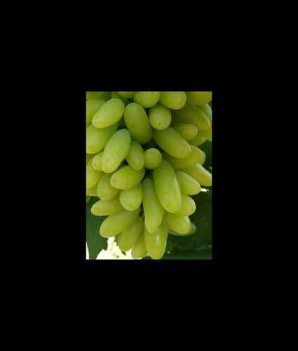 Common Wholesale Price Fresh Green Grapes