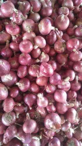 Farm Fresh Red Onion - Matured Non-Peeled Round Shape | Direct From Farm Field, Ready To Ship, Vibrant Red Color