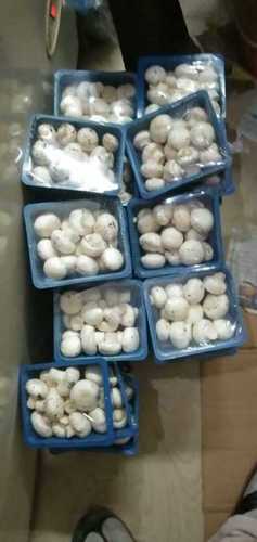 Puffball Fresh Milky White Button Mushroom