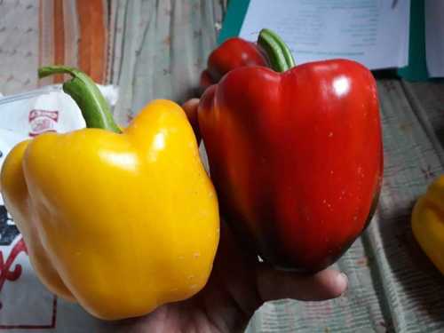 Fresh Red, Green And Yellow Capsicum