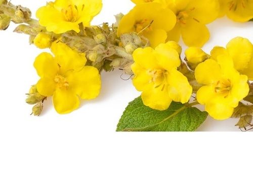 Herbal Mullein Leaf Extract