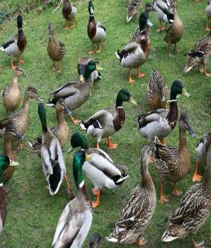 Mixed Live Duck For Poultry Farming