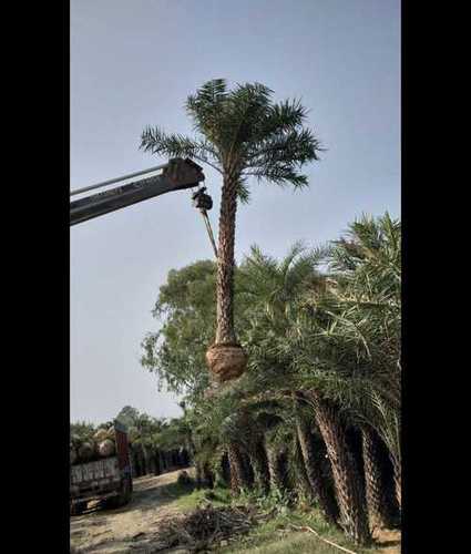 Palm Trees For Garden 