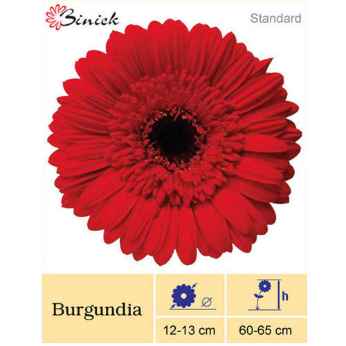 Red Burgundia Gerbera Plant