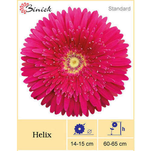 Helix Gerbera Plant