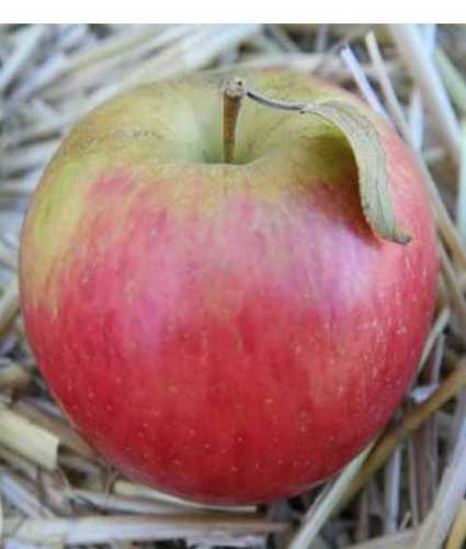 Highly Fresh And Juicy Apple - Organic, Red Color | Delicious Taste, Fresh Condition, Rich Source of Proteins and Vitamins, Perfect for Juice and Direct Consumption