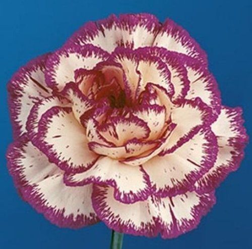 Rason Carnation Plants