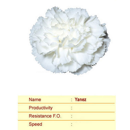  यानेज़ कार्नेशन प्लांट्स 
