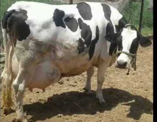 15-22 Liters Milk Capacity Hf Cow