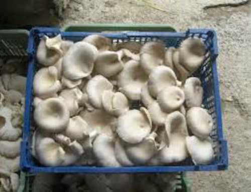 Natural Dried Oyester Mushroom