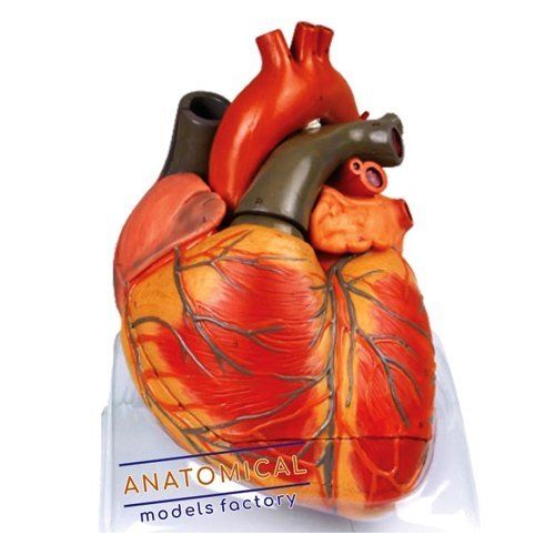 Mild Steel Human Heart Anatomical Model For Laboratory