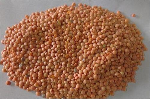 Organic Malka Masoor Dal Origin: Delhi