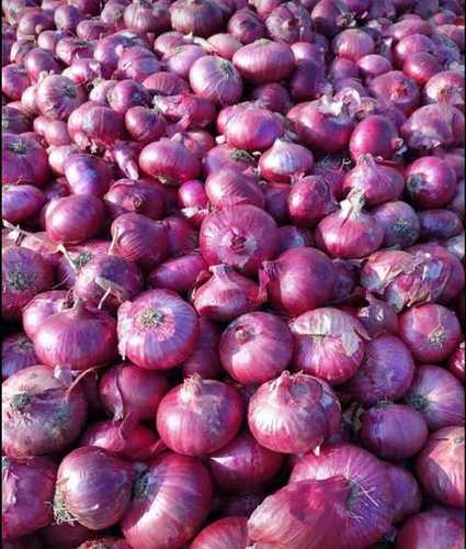 Wholesale Rate Fresh Red Onion