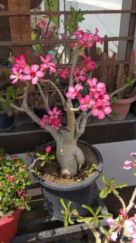 Full Sun Exposure Green Adenium Plant