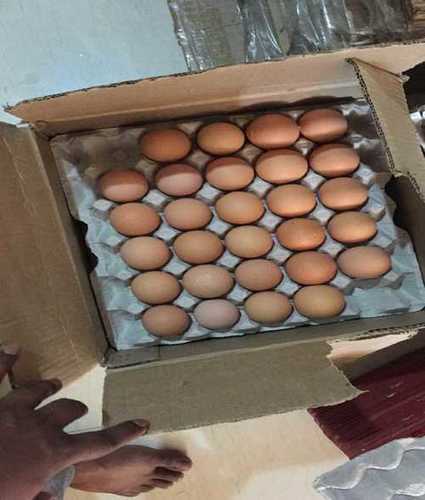 Fresh Bv380 Brown Eggs Egg Origin: Chicken