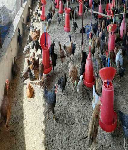 Poultry Farming Multicolor Country Chicks