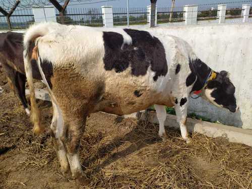 White And Black Holstein Friesian Cow for Dairy
