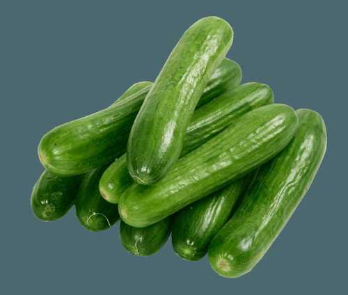 Export Quality Fresh Green Cucumber Shelf Life: 1-7 Days