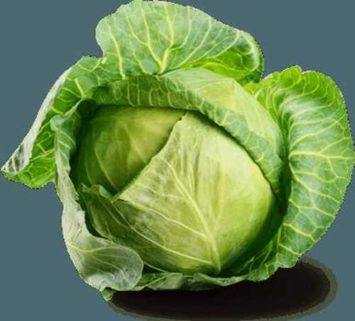 Export Quality Fresh Organic Cabbage