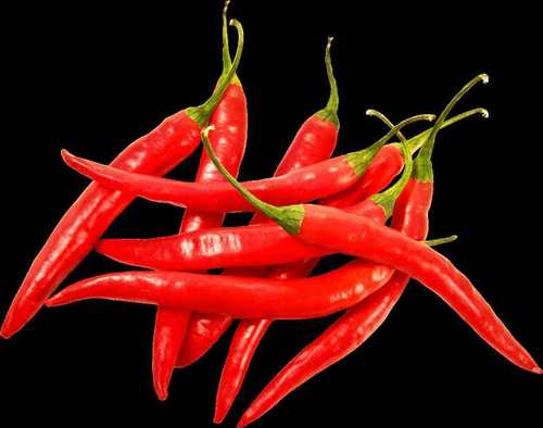 Export Quality Fresh Red Chilli