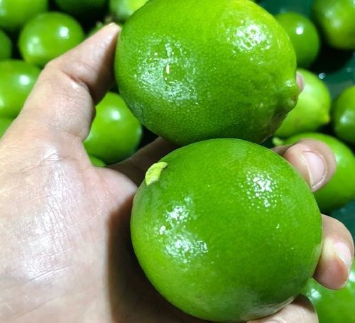 Green Fresh Seedless Lime