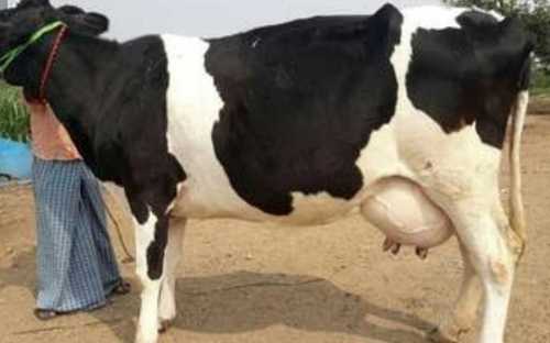 Black And White Holstein Friesian Cow, Timely Vaccinated