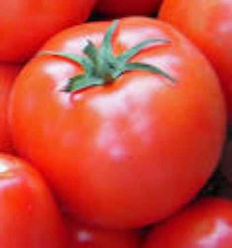 Round Good In Taste Fresh Tomato