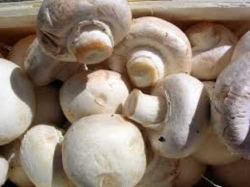 Milky White Fresh Mushroom