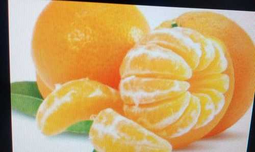 Natural Delicious Taste Orange Fruit