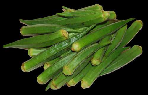 Export Quality Fresh Organic Green Okra