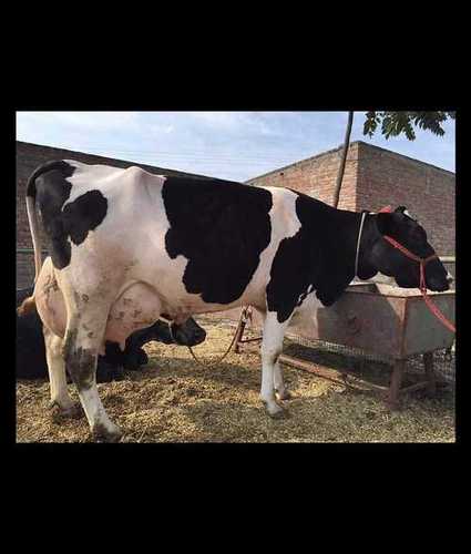 HF Cow For Dairy