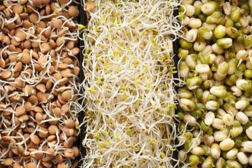 High In Protein Mixed Sprouts