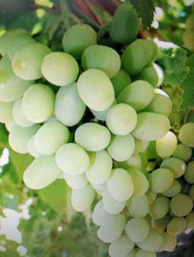 Light Green Fresh Grapes