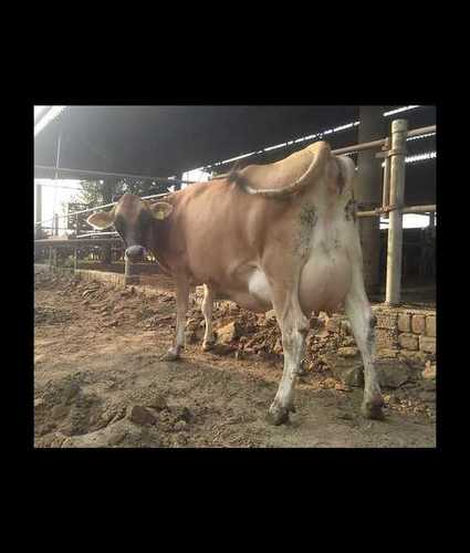 Milking Jersey Breed Cow