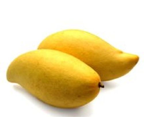Pure Totapuri Mango Pulp