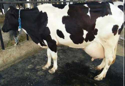 Healthy Holstein Friesian (Hf) Cow