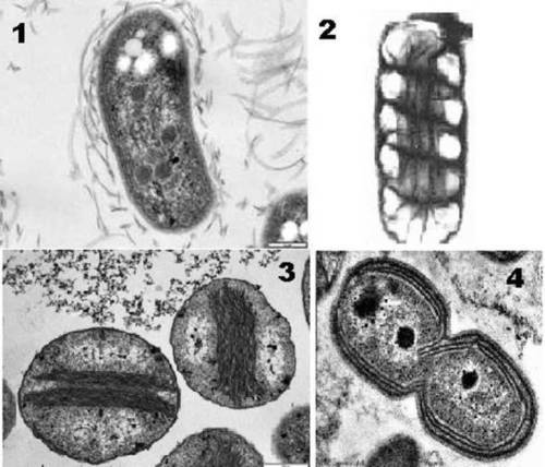 Nitrosomonas Organism By Biostadt India Ltd.