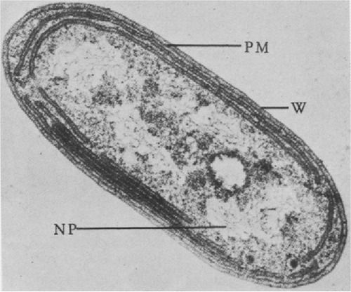 Nitrosomonas Organism