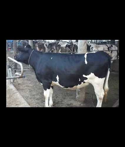 Black And White Hf Heifer