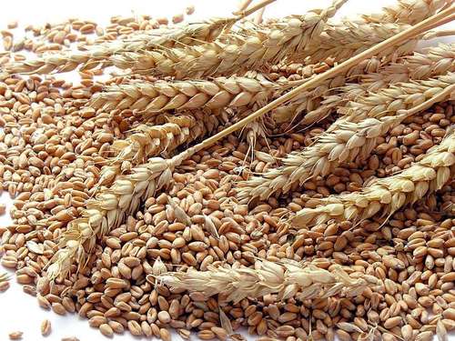 Brown Organic Wheat Grain For Cooking