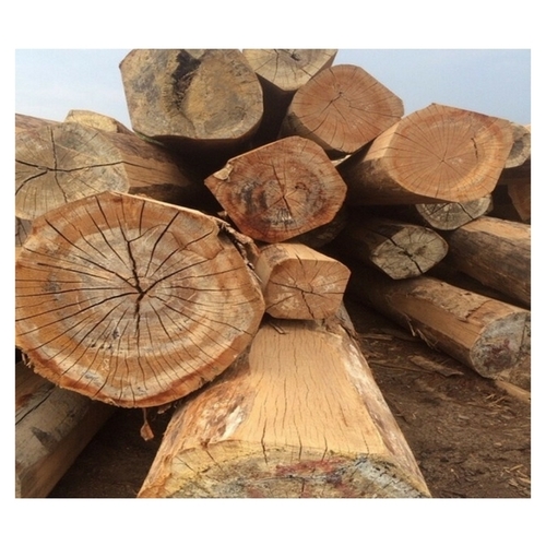Excellent Quality Timber Pine Wood Logs