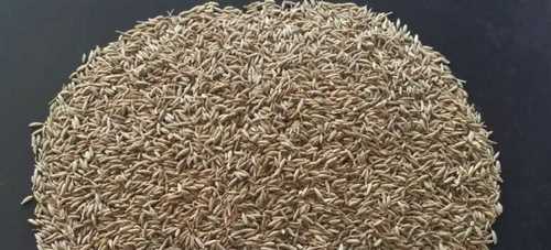 Natural Indian Origin Cumin Seeds 