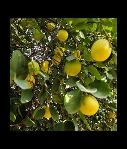 Indian Origin Juicy Balaji lemon 