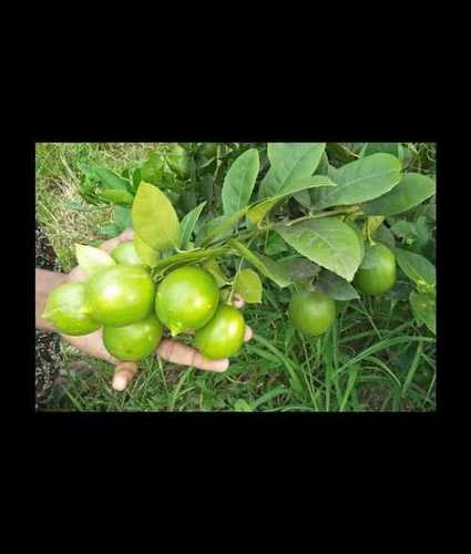 Juicy Baramasi Kagji Lemon - Moisture 10% , Round Shape, Long Shelf Life, Fresh and Juicy with High Vitamin C Content