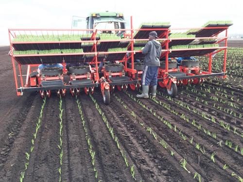 Agricultural Tractor Driven Onion Vegetable Transplanter Power Source: Diesel