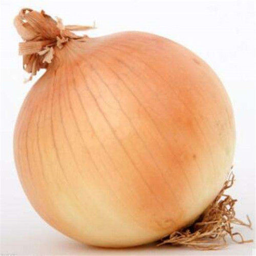 Medium Size Fresh Yellow Onion 