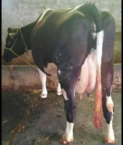 Black & White Adaptive Hf Cow