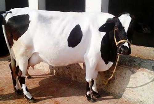 Black And White HF Cow