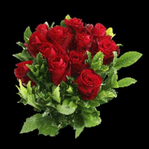 Fresh Red Rose Flower Size: Various